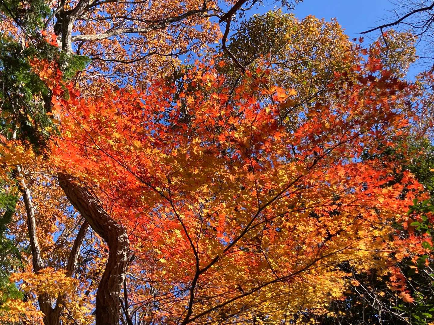 紅葉🍁