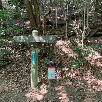 とりあえず朝日山へ🚶‍♀️