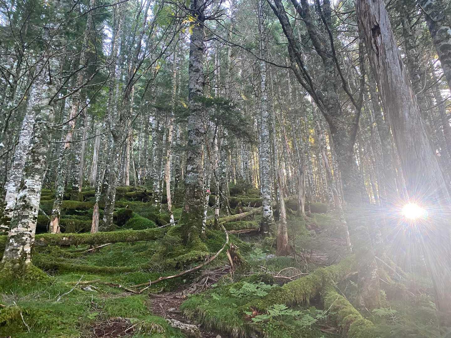 芝沢ゲート-易老渡-大木の広場-苔平-小聖岳-聖岳 往復コースの写真