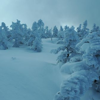 ここの樹氷は小ぶりですが密度は高いです。
スノモンキッズにスノモンベイビーズ。
ベイビーは膝くらいです。
