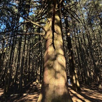 ドーンと存在感のある杉の木🌲