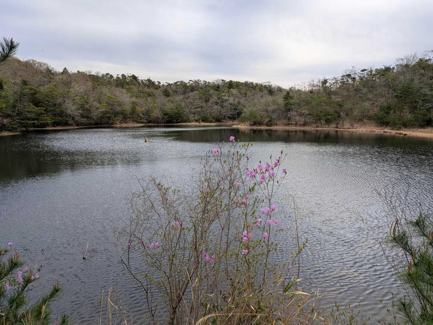 静ヶ池
周りに高い山は無いので流れ込む水は多くないと思うが、いつも満々と水をたたえている。