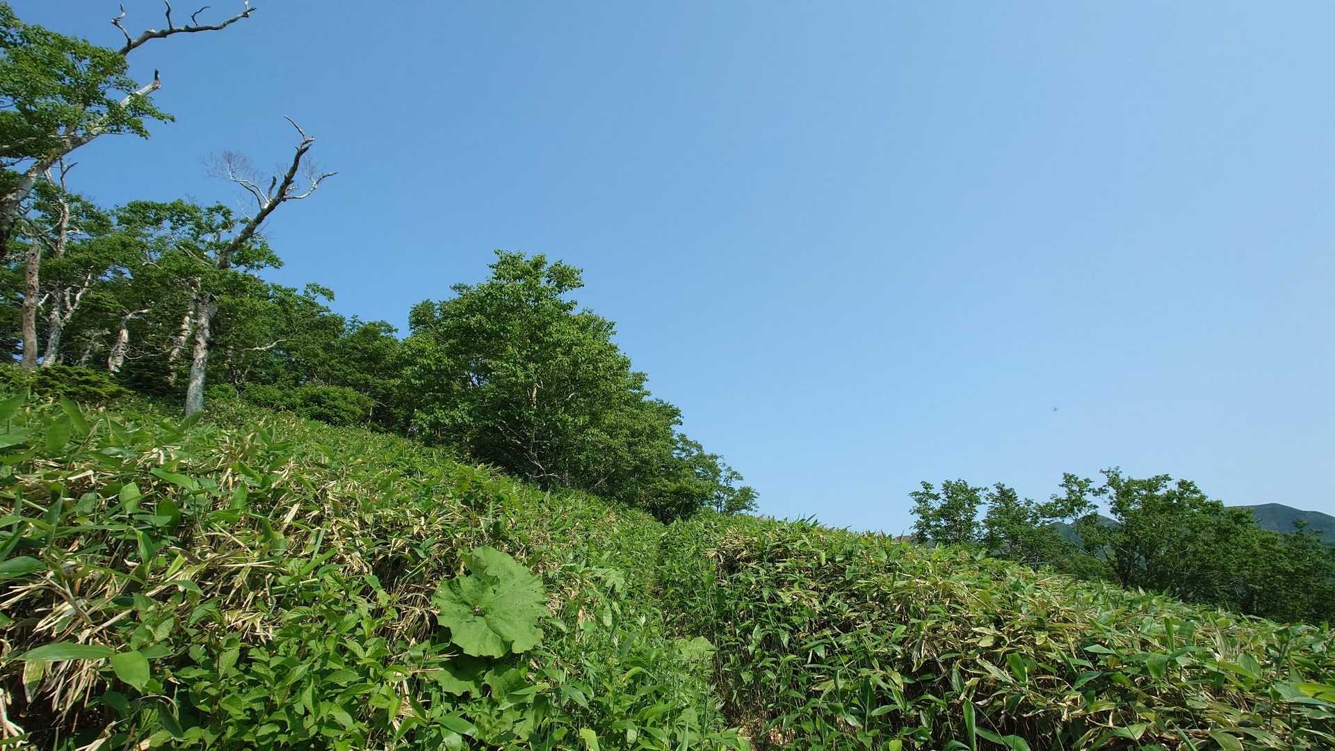 笹藪。登山道はせまいです。