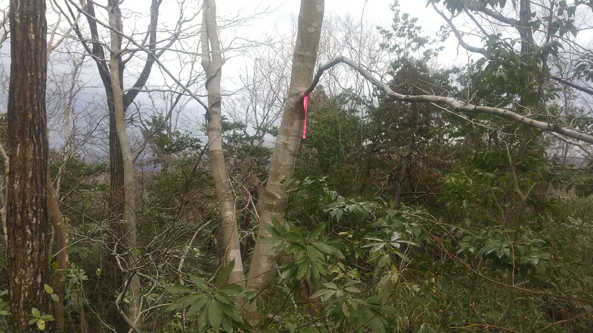山頂にピンテを付けて帰る。