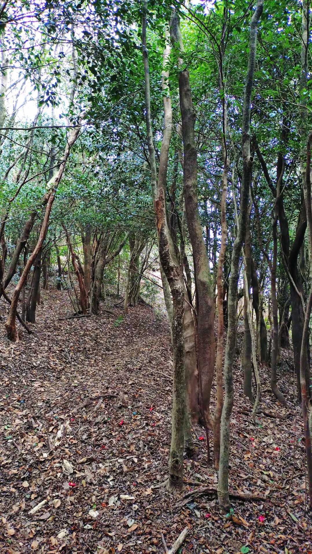桜谷遊歩道登山口-五ヶ山 周回コースの写真