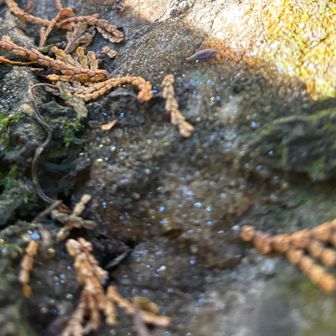 小さいけれど、たくさんの水晶が煌めいてます。
綺麗🤩
残念ながら、スマホでは水色🩵の点にしか見えません。