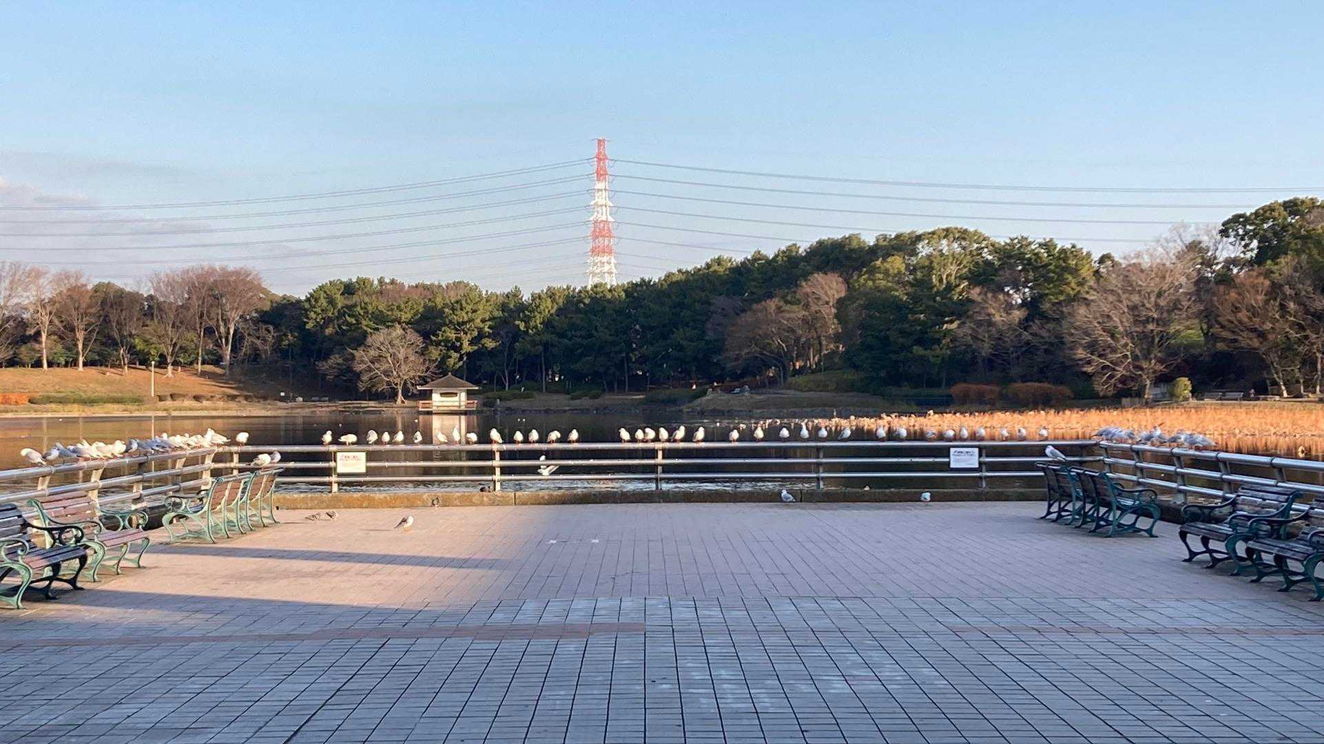 中央休憩所はユリカモメが集結
数が増えています。😲