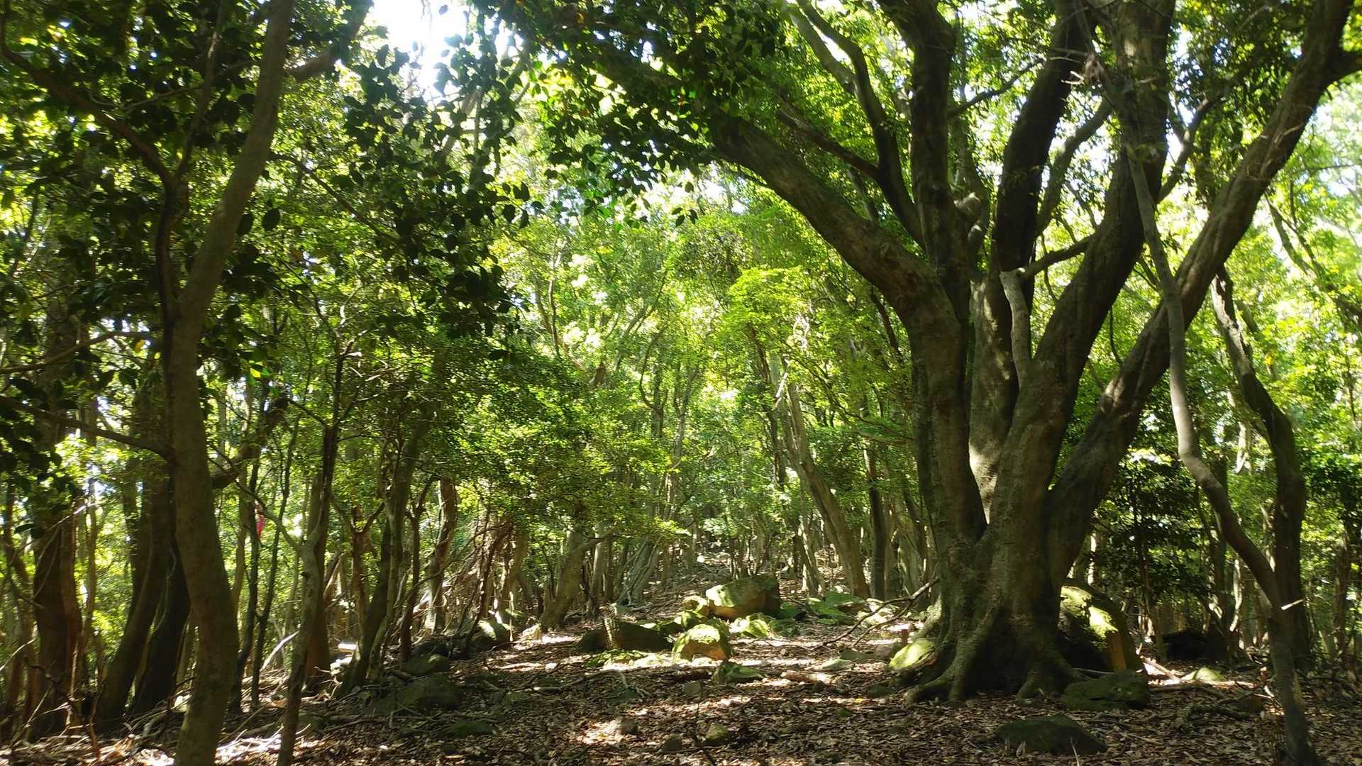 木漏れ日の登山道、風が欲しいー！
暑いねー！