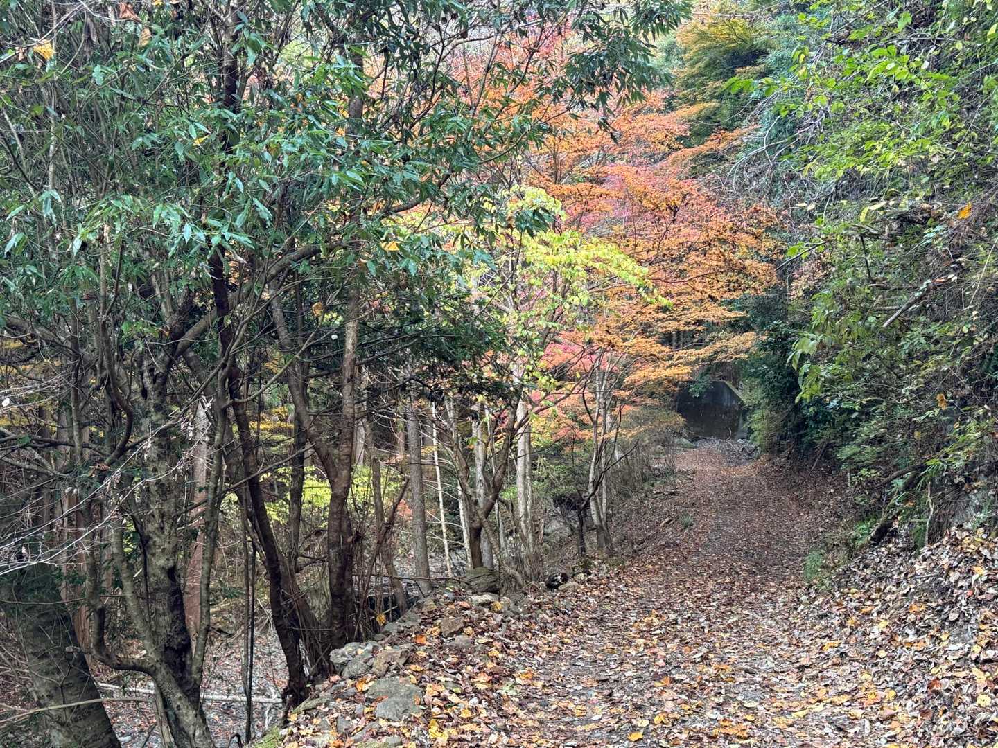 林道を進みます