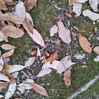 どんぐりたくさん