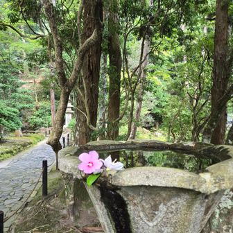 手水の端に二輪のお花🌸