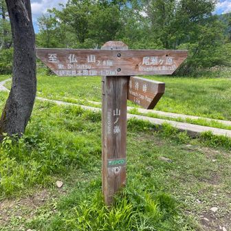 山の鼻までひたすら木道