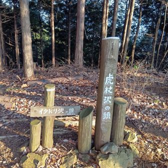 虎杖と書いてイタドリと読むんだなあ