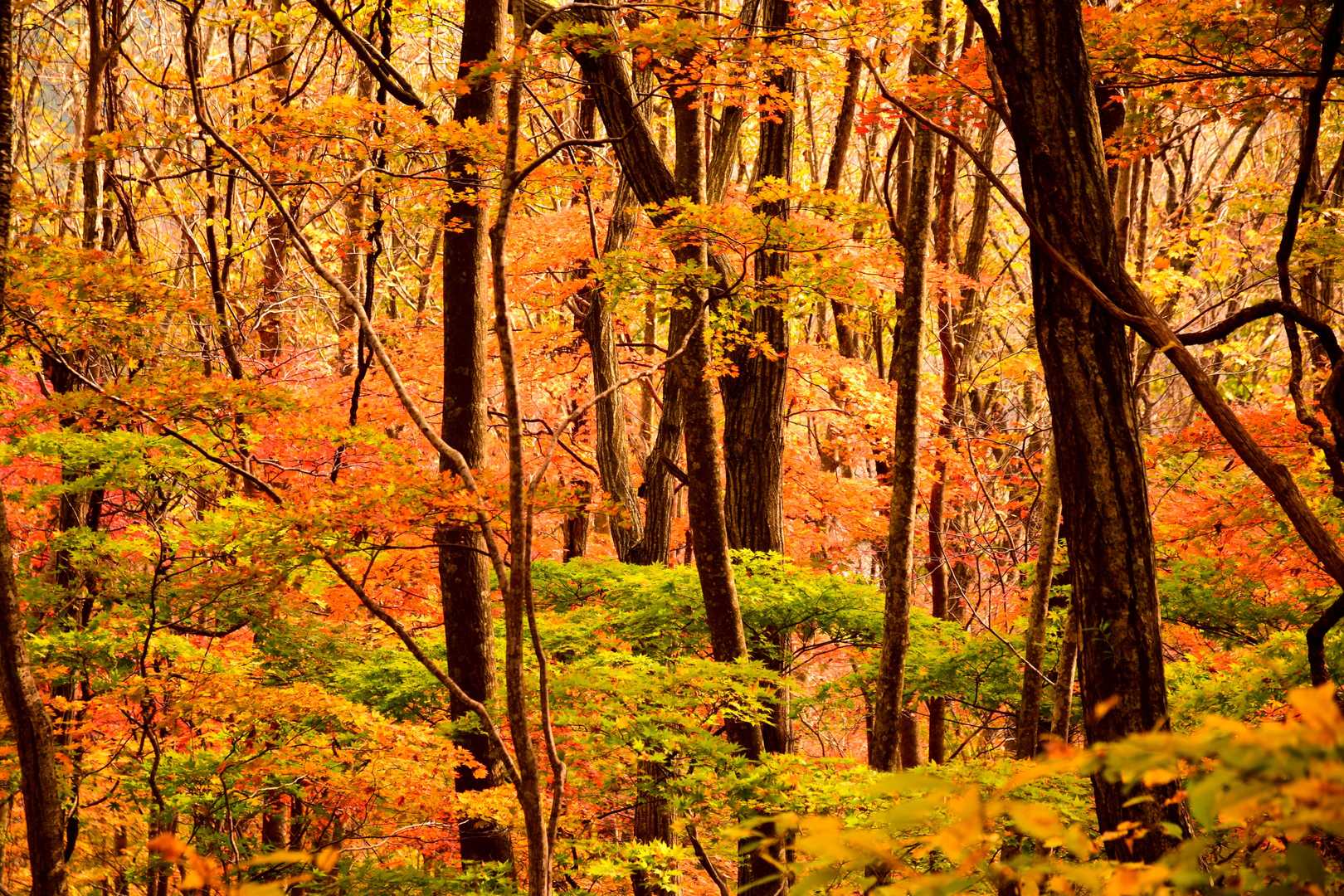 筑紫森登山口-筑紫森岩脈-筑紫森 往復コースの写真