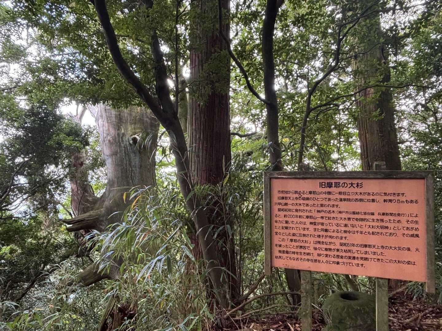 大杉さんも久しぶり。

それにしても行者尾根から見ると
この大木がけっこう目立ちますよね。
昔の姿を見てみたかったなぁ🌲