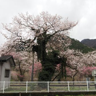 桜も花盛り