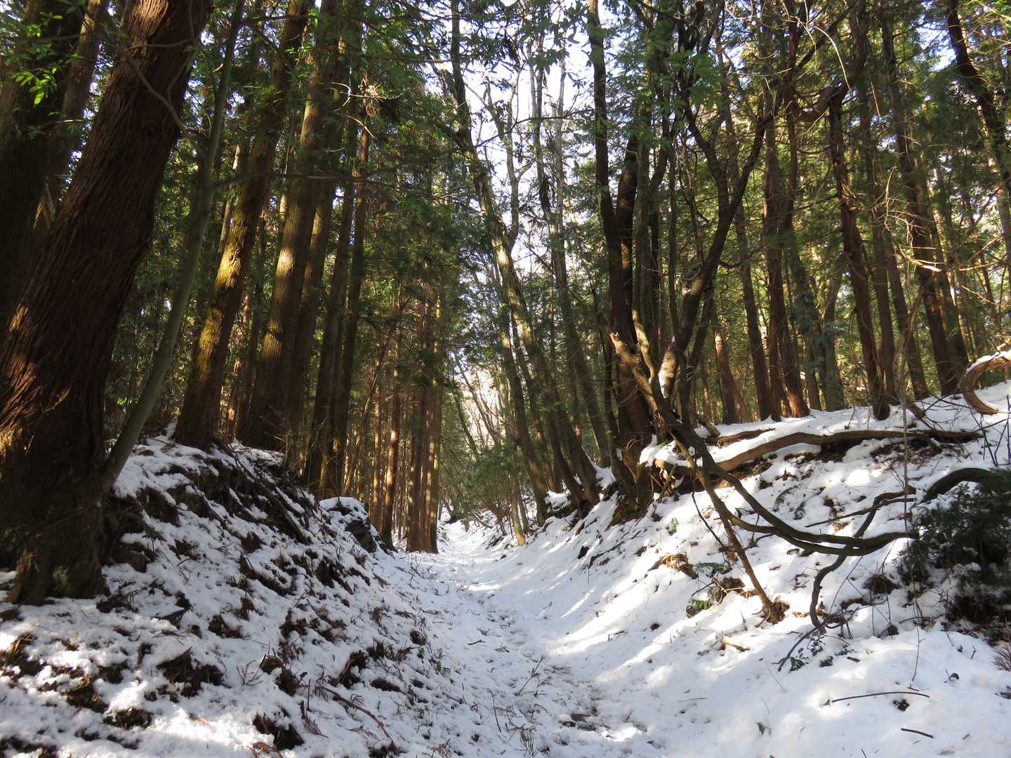 樹林帯でも雪は健在。序盤は車道の方が急こう配な気がする。