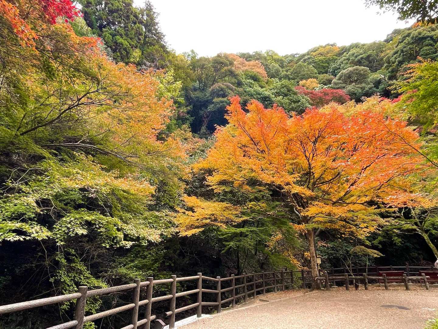 瀧安寺-石子詰登山口-箕面山-三国峠-六個山 周回コースの写真