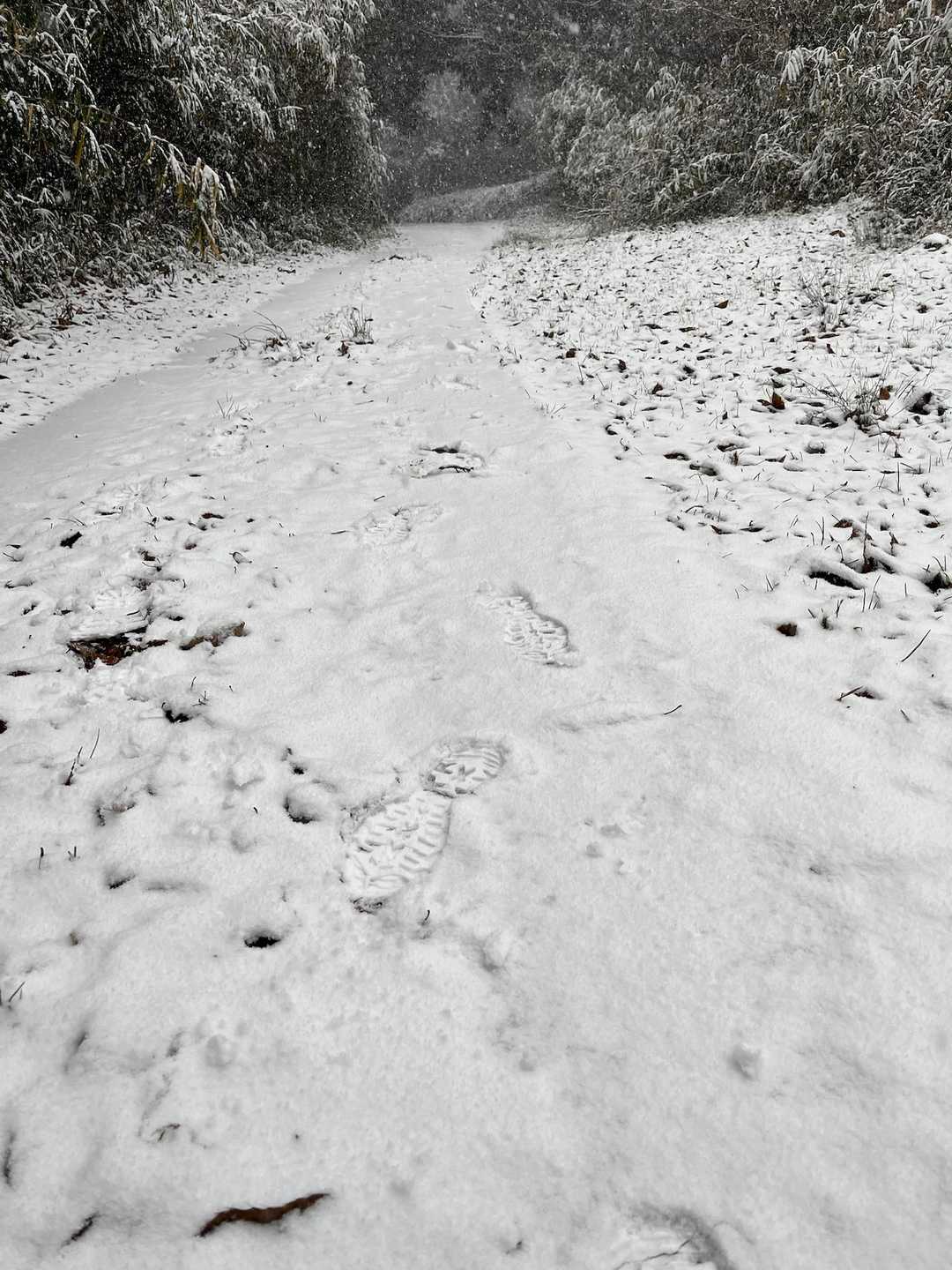 また吹雪いてきました☃️

登りの足跡が消えてしまうほどあっという間に雪は積もり、むきゅむきゅ雪を踏み締める感覚久しぶり♬と思いながら帰りました🥾