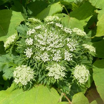 オオハナウドこの花もずっと