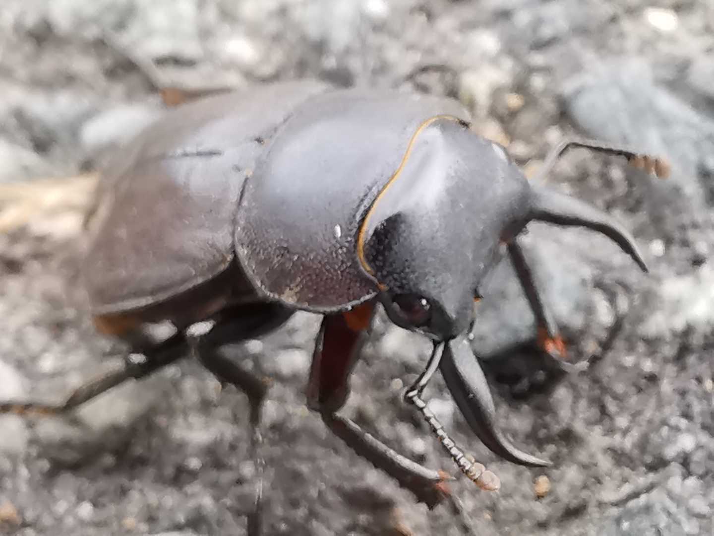 コクワガタ❗😀