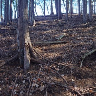桃ノ木沢ノ頭山頂へアプローチ
ルート外れの力技です😅
そろそろあるはずの登り口が分らなくて、しびれを切らしてちょっとした踏み跡を見つけて登り始めました。