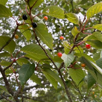 桜の実ですね🍒
