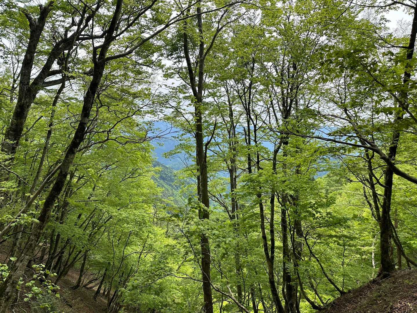 すてき🌿