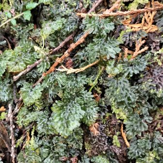 熊野古道 小辺路 コウヤコケシノブだそう