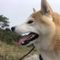 カイリュウ