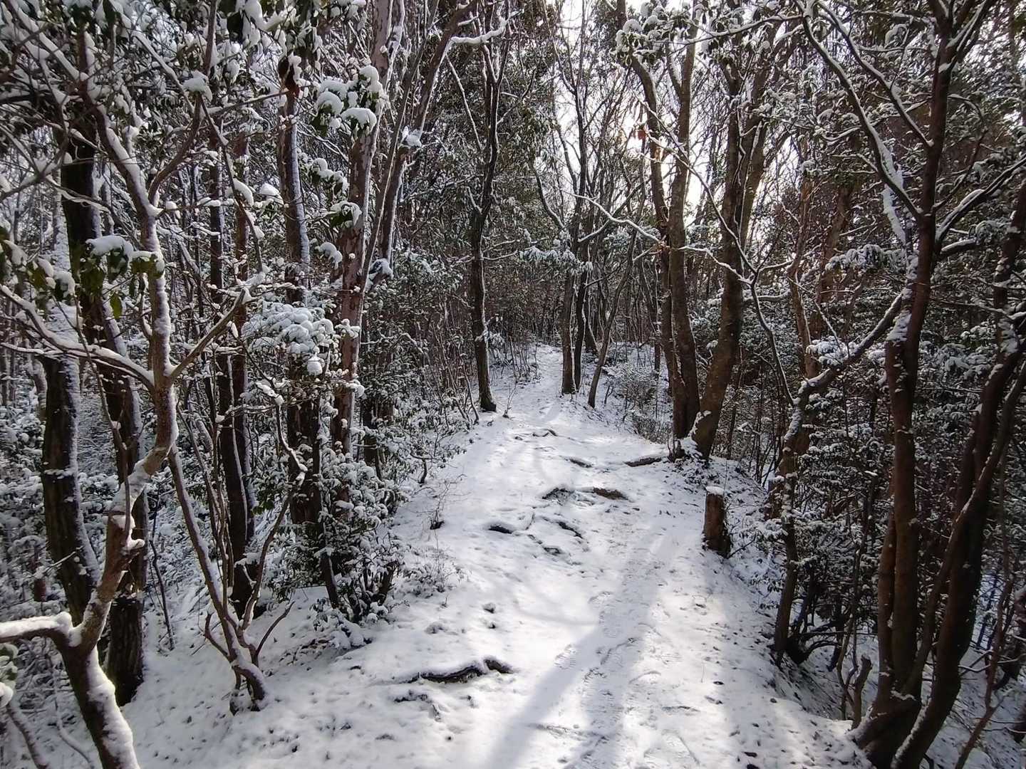 新井口駅-憩いの森入口-鈴ヶ峰 往復コースの写真