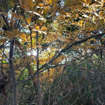 なんの木か分からんけど、キレイっぽかったので撮影