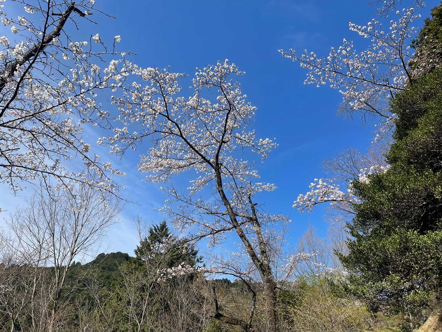 途中、桜が咲いていました
綺麗