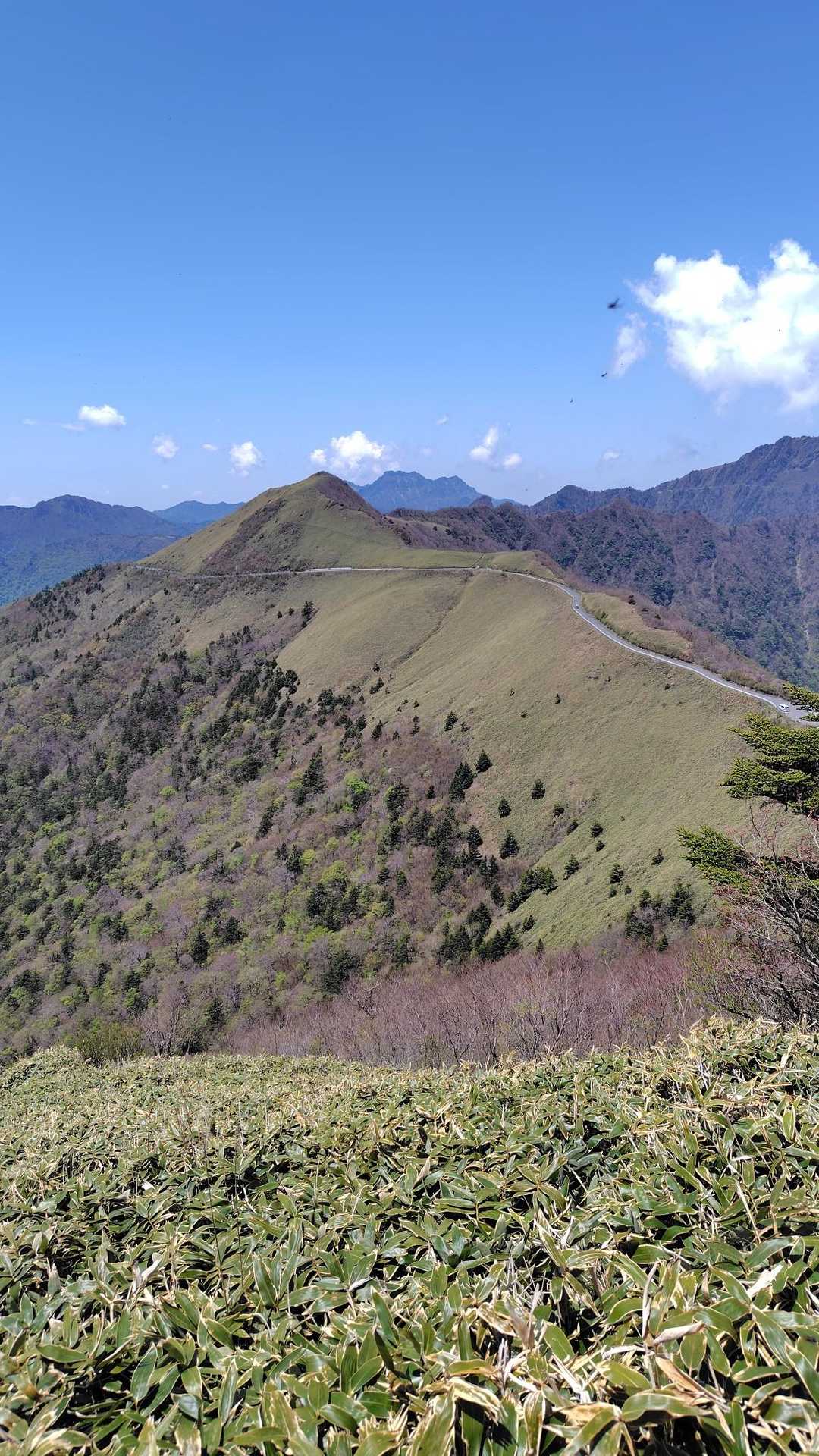 東黒森登山口-伊予富士-東黒森-自念子ノ頭 周回コースの写真