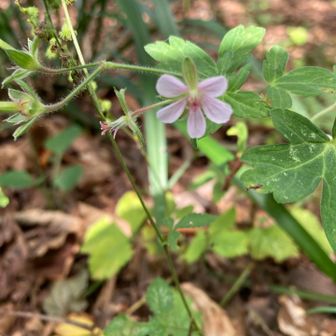 山頂の花だんの中、コフウロですか？