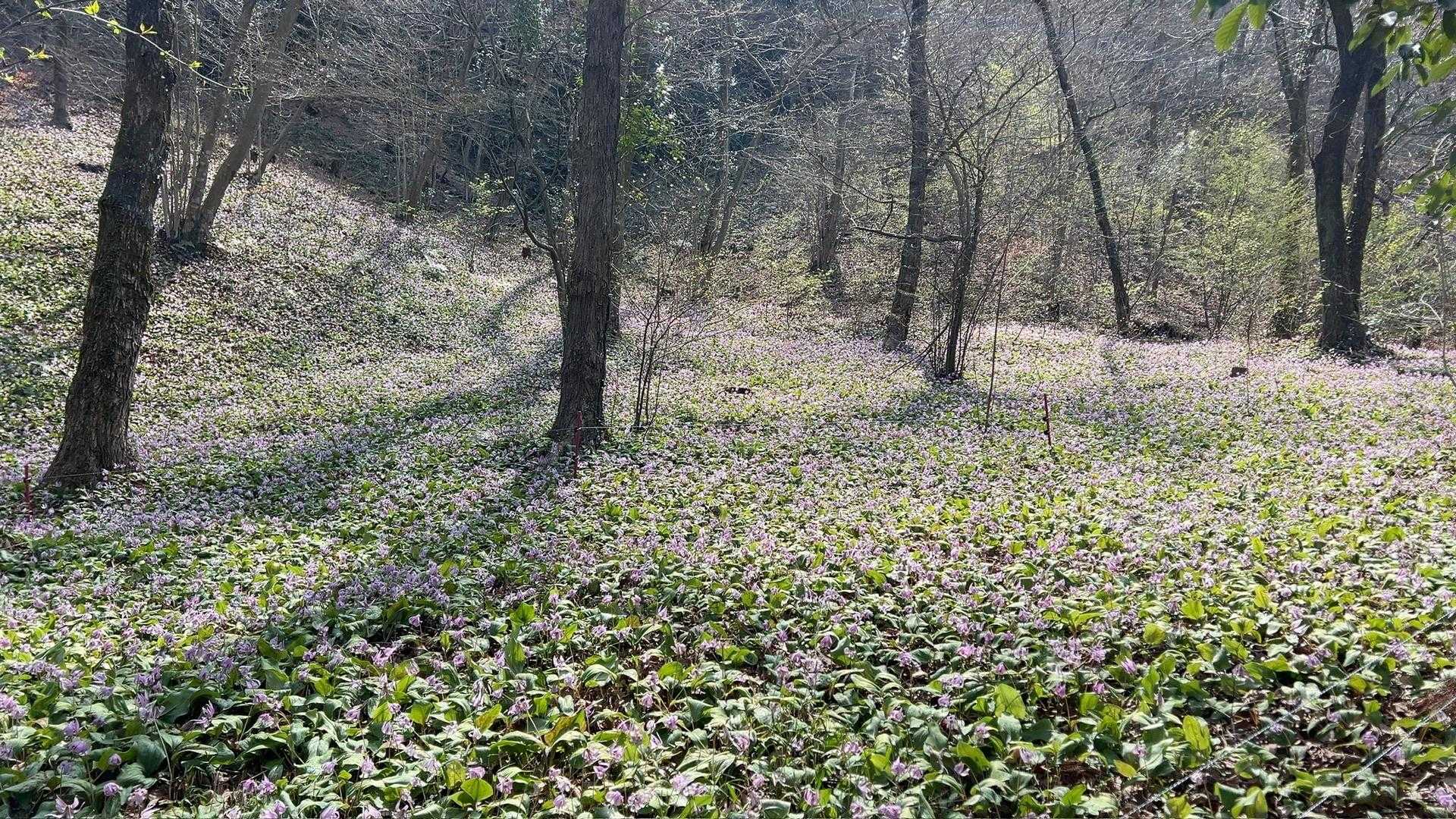 見事な紫の絨毯🪻カタクリを見に来られた方の多いこと！ここは可児市の誇るカタクリ群生地です。