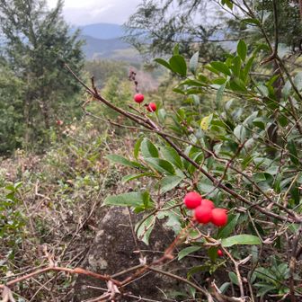 A little view opens up