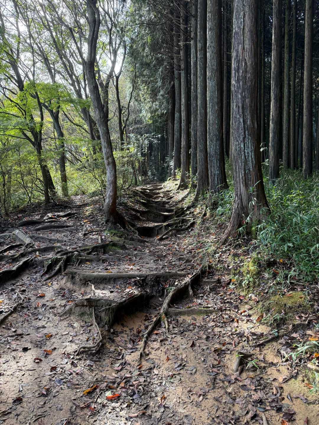 葛城ロープウェイ前バス停-葛城登山口駅-大和葛城山-葛城山 縦走コースの写真