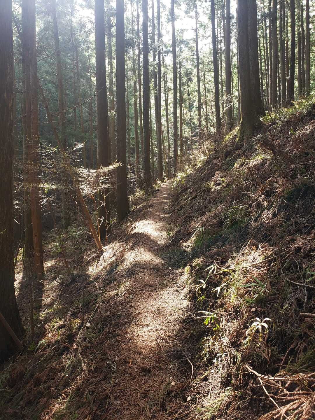 兵の沢コース登山口-二子山 往復コースの写真