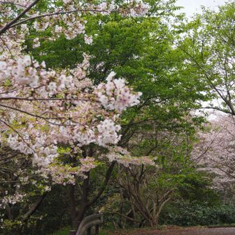 香貫山一帯は桜🌸でいっぱい