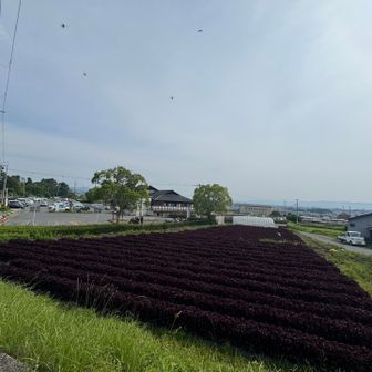 赤シソの畑　初めて見たかも