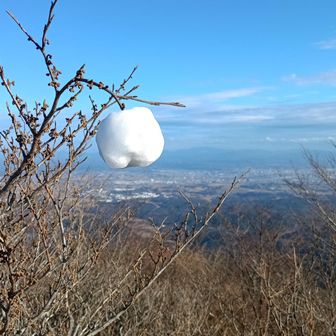 白いリンゴ。
先の人のいたずらかな。