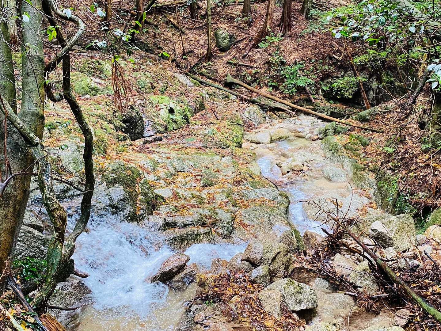 菰野富士登山口-ネコ最高点-ネコ-笠岳-菰野富士 周回コースの写真