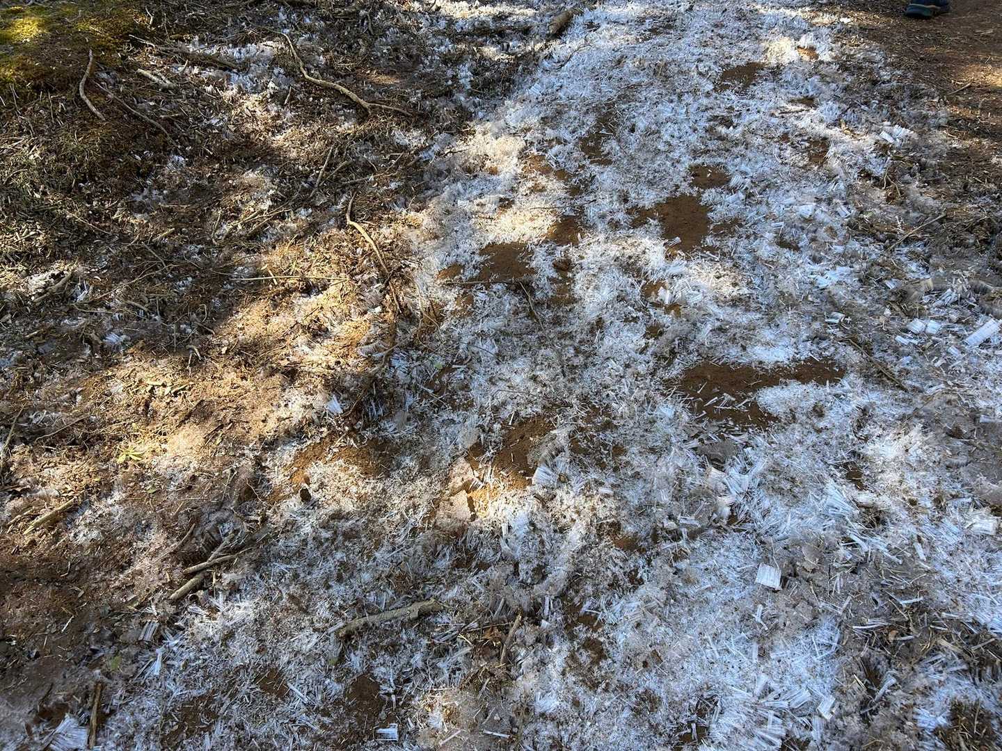 だるま山高原レストハウスバス停-金冠山-戸田峠-小達磨山 往復コースの写真