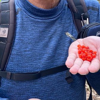 くすのき広場でフユイチゴをたくさん採って食べました。