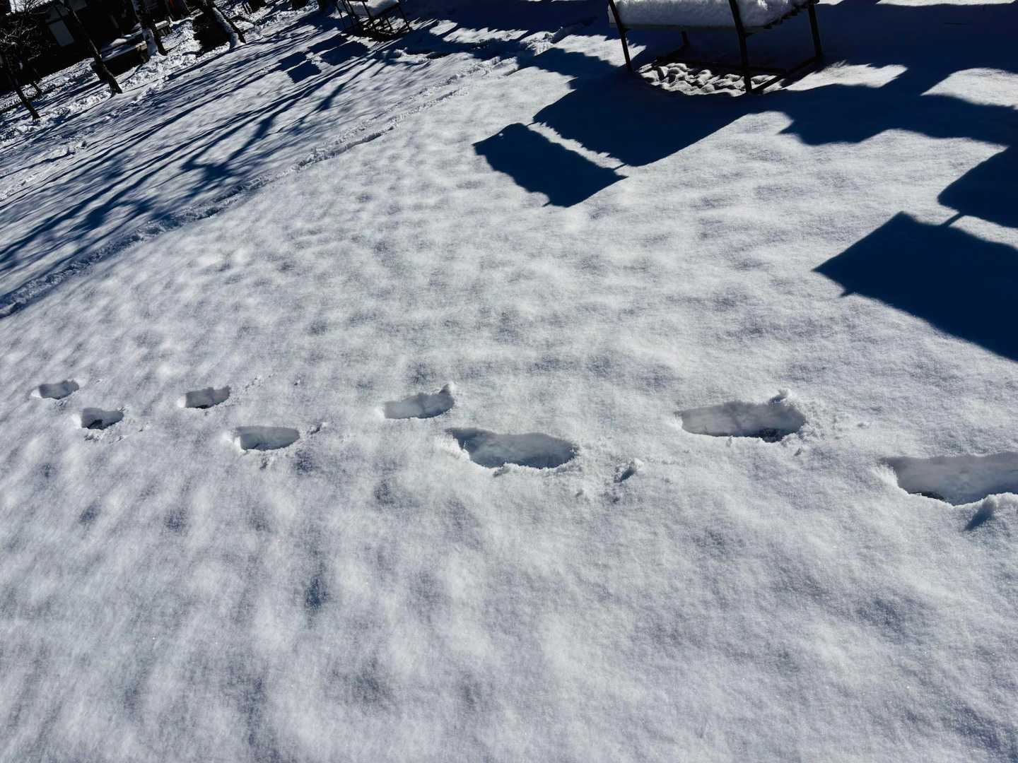 自分の足跡
新雪を楽しむ