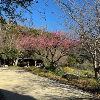 民家の庭先に立派な梅の木が… 
ニワトリ🐓の声…長閑だぁ