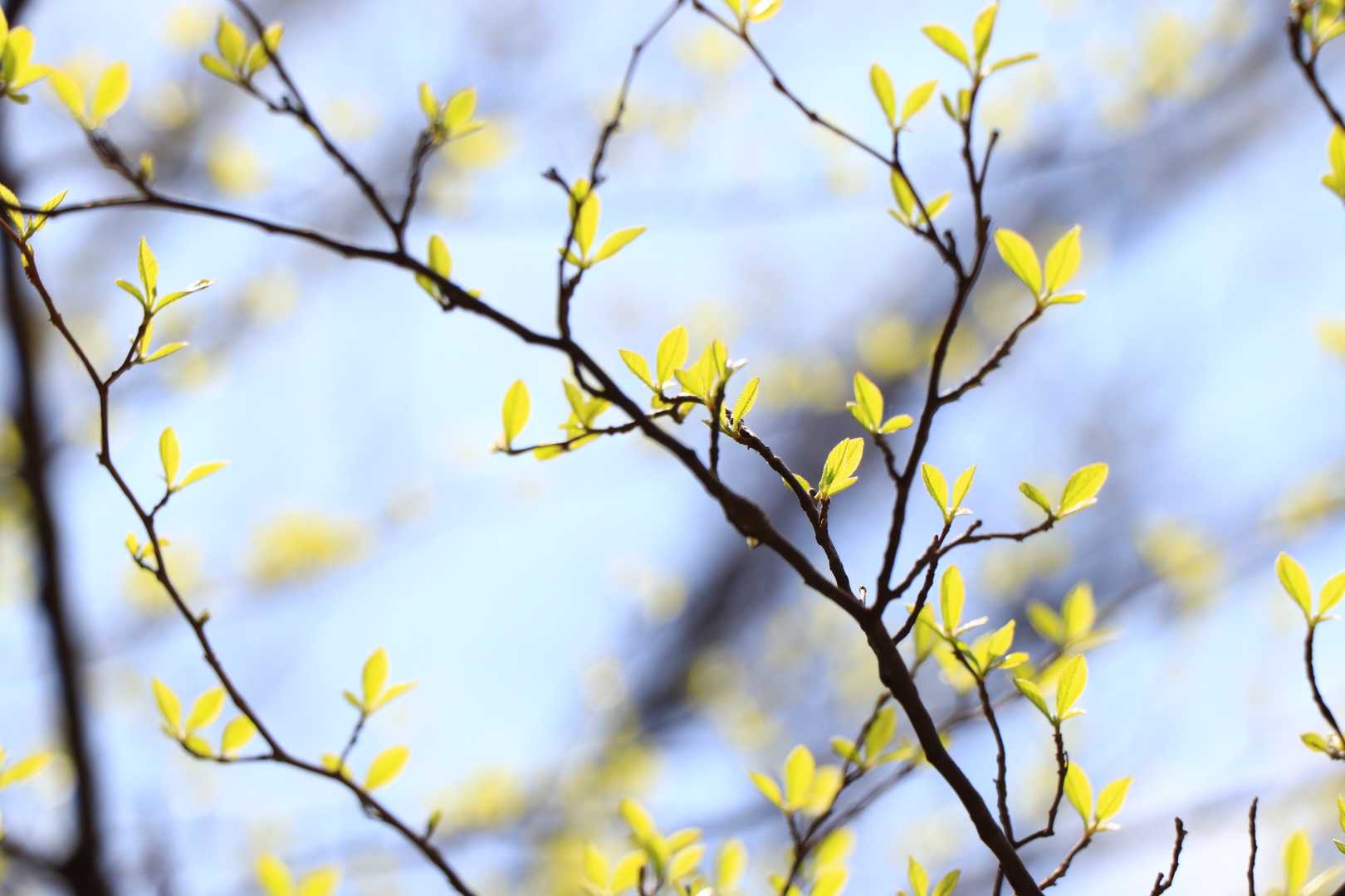 この季節の山は、新芽を見ることができるので大好きです👍