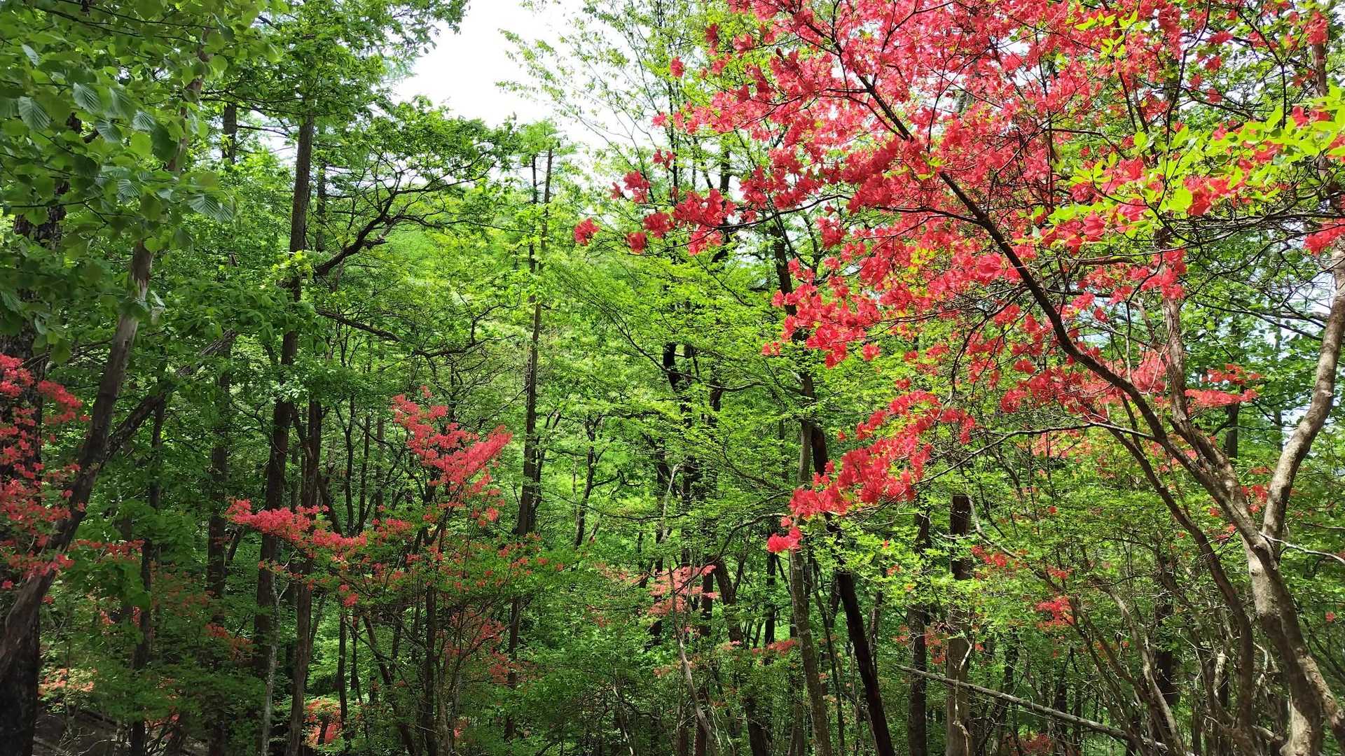 登山道の風景-1

爽やかさが伝わりますか😊