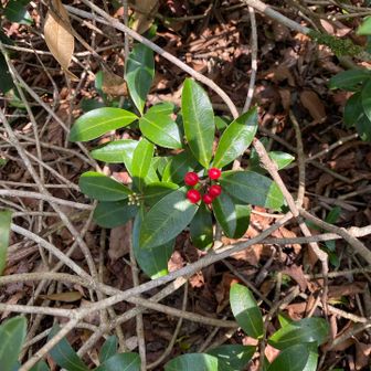 ミヤマシキミの赤い実